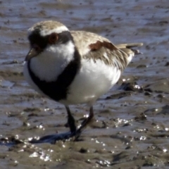 Charadrius melanops at Fyshwick, ACT - 27 Mar 2018