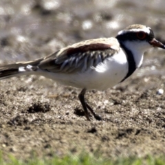 Charadrius melanops at Fyshwick, ACT - 27 Mar 2018