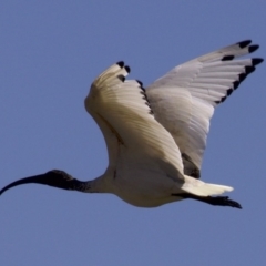 Threskiornis molucca (Australian White Ibis) at Fyshwick, ACT - 27 Mar 2018 by jb2602