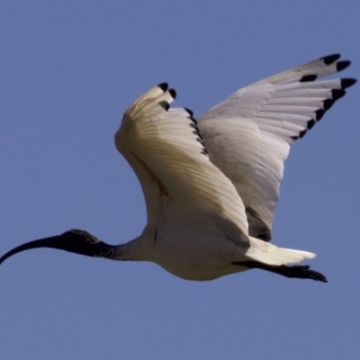 Threskiornis molucca (Australian White Ibis) at Fyshwick, ACT - 27 Mar 2018 by jb2602