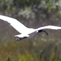 Threskiornis molucca at Fyshwick, ACT - 27 Mar 2018 01:37 PM