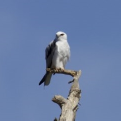 Elanus axillaris (Black-shouldered Kite) at Fyshwick, ACT - 27 Mar 2018 by jbromilow50