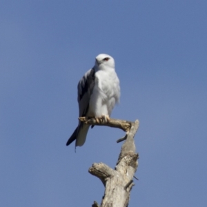 Elanus axillaris at Fyshwick, ACT - 27 Mar 2018