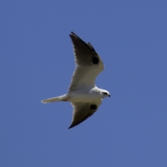 Elanus axillaris at Fyshwick, ACT - 27 Mar 2018