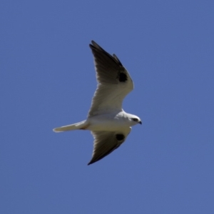 Elanus axillaris at Fyshwick, ACT - 27 Mar 2018