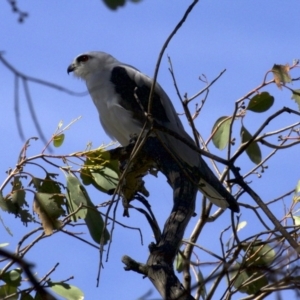 Elanus axillaris at Fyshwick, ACT - 27 Mar 2018