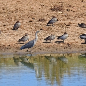 Chenonetta jubata at Gordon, ACT - 27 Mar 2018 11:04 AM