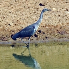 Ardea pacifica (White-necked Heron) at Lanyon - northern section - 27 Mar 2018 by RodDeb