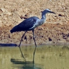 Ardea pacifica at Gordon, ACT - 27 Mar 2018 11:04 AM