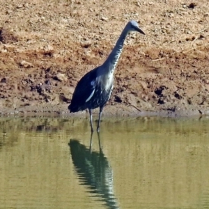 Ardea pacifica at Gordon, ACT - 27 Mar 2018 11:04 AM