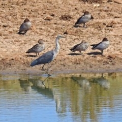 Ardea pacifica at Gordon, ACT - 27 Mar 2018 11:04 AM