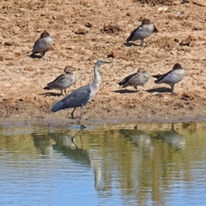 Ardea pacifica at Gordon, ACT - 27 Mar 2018 11:04 AM