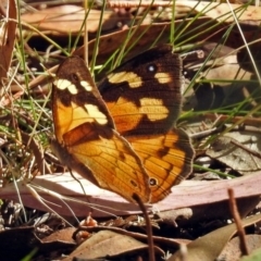 Heteronympha merope (Common Brown Butterfly) at Tidbinbilla Nature Reserve - 27 Mar 2018 by RodDeb