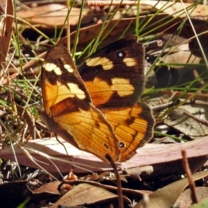 Heteronympha merope at Paddys River, ACT - 27 Mar 2018 03:29 PM