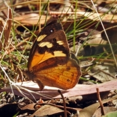 Heteronympha merope at Paddys River, ACT - 27 Mar 2018 03:29 PM