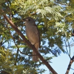 Colluricincla harmonica (Grey Shrikethrush) at Tidbinbilla Nature Reserve - 27 Mar 2018 by RodDeb