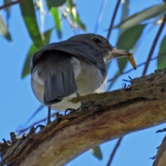 Colluricincla harmonica (Grey Shrikethrush) at Paddys River, ACT - 27 Mar 2018 by RodDeb