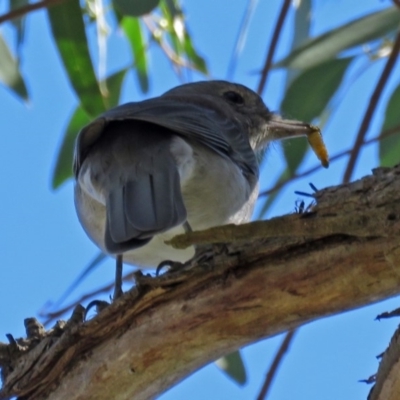 Colluricincla harmonica (Grey Shrikethrush) at Tidbinbilla Nature Reserve - 27 Mar 2018 by RodDeb