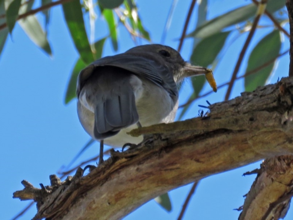 Colluricincla harmonica at Paddys River, ACT - 27 Mar 2018