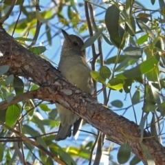 Colluricincla harmonica at Paddys River, ACT - 27 Mar 2018