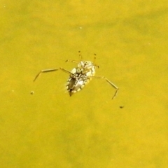 Enithares sp. (genus) (Backswimmer) at Paddys River, ACT - 27 Mar 2018 by RodDeb