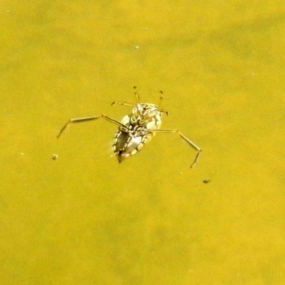 Enithares sp. (genus) (Backswimmer) at Tidbinbilla Nature Reserve - 27 Mar 2018 by RodDeb