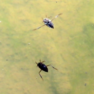 Enithares sp. (genus) at Tidbinbilla Nature Reserve - 27 Mar 2018 01:24 PM