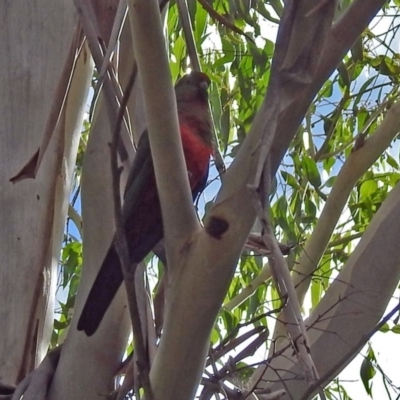 Alisterus scapularis (Australian King-Parrot) at Tidbinbilla Nature Reserve - 27 Mar 2018 by RodDeb