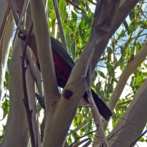 Alisterus scapularis at Paddys River, ACT - 27 Mar 2018