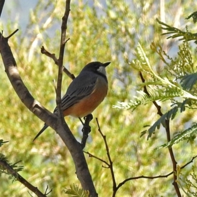 Pachycephala rufiventris (Rufous Whistler) at Paddys River, ACT - 27 Mar 2018 by RodDeb