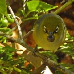 Zosterops lateralis (Silvereye) at Tidbinbilla Nature Reserve - 27 Mar 2018 by RodDeb