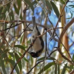 Melithreptus lunatus (White-naped Honeyeater) at Tidbinbilla Nature Reserve - 27 Mar 2018 by RodDeb