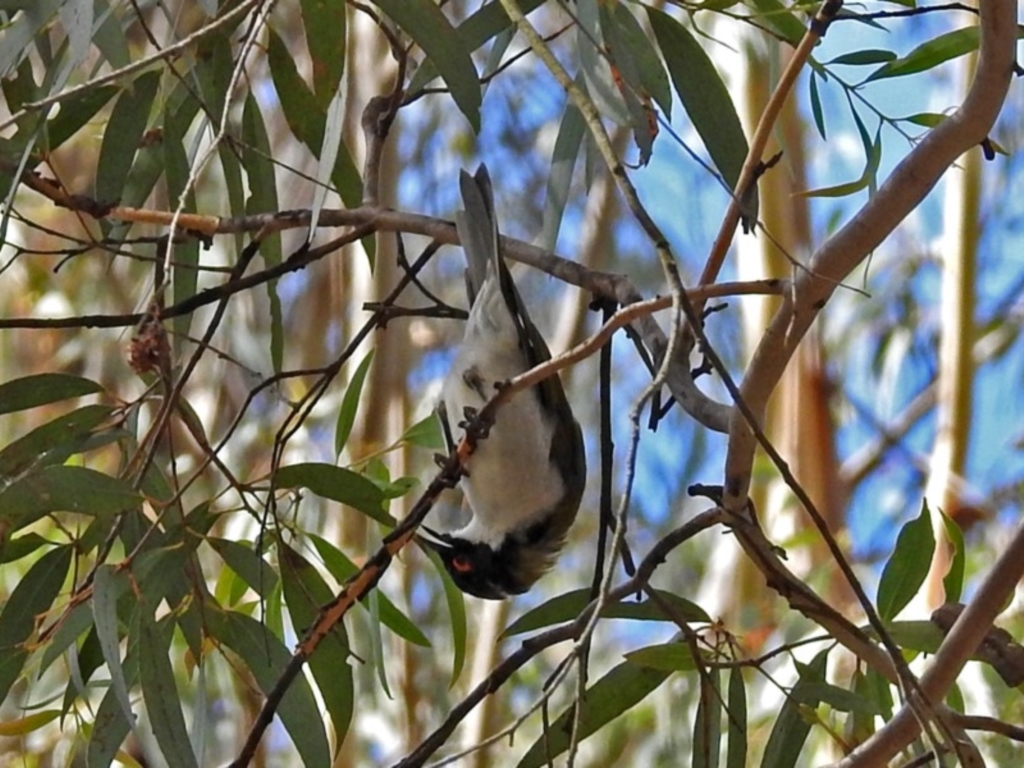 Melithreptus lunatus at Paddys River, ACT - 27 Mar 2018
