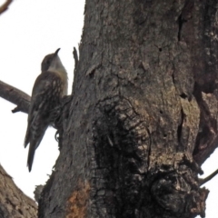 Cormobates leucophaea (White-throated Treecreeper) at Paddys River, ACT - 27 Mar 2018 by RodDeb