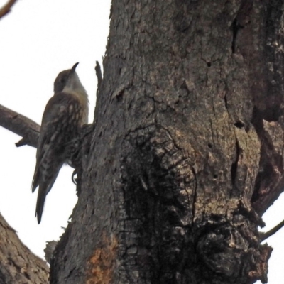 Cormobates leucophaea (White-throated Treecreeper) at Tidbinbilla Nature Reserve - 27 Mar 2018 by RodDeb