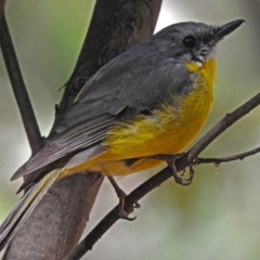 Eopsaltria australis (Eastern Yellow Robin) at Paddys River, ACT - 27 Mar 2018 by RodDeb