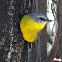 Eopsaltria australis at Paddys River, ACT - 27 Mar 2018 12:05 PM