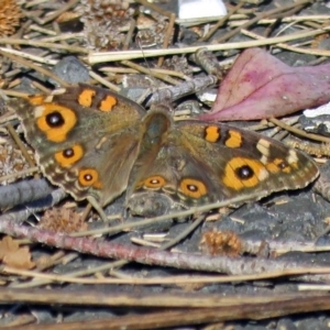 Junonia villida at Point Hut to Tharwa - 27 Mar 2018 05:11 PM