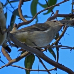 Pachycephala pectoralis (Golden Whistler) at Point Hut to Tharwa - 27 Mar 2018 by RodDeb