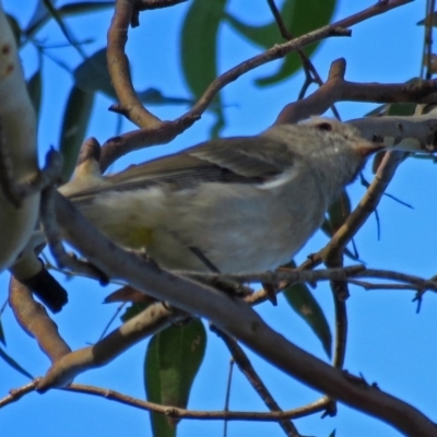 Pachycephala pectoralis (Golden Whistler) at Point Hut to Tharwa - 27 Mar 2018 by RodDeb