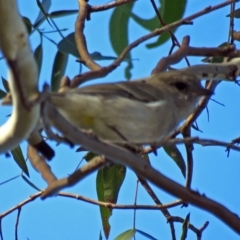 Pachycephala pectoralis at Point Hut to Tharwa - 27 Mar 2018 04:53 PM