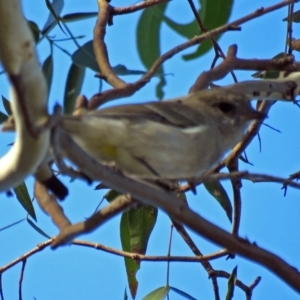 Pachycephala pectoralis at Point Hut to Tharwa - 27 Mar 2018 04:53 PM