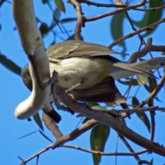 Pachycephala pectoralis at Point Hut to Tharwa - 27 Mar 2018