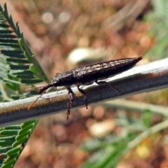 Rhinotia sp. (genus) at Point Hut to Tharwa - 27 Mar 2018 05:06 PM