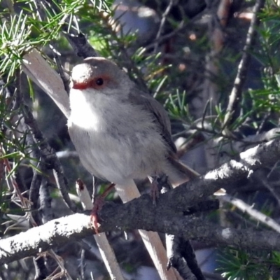 Malurus cyaneus (Superb Fairywren) at Point Hut to Tharwa - 27 Mar 2018 by RodDeb