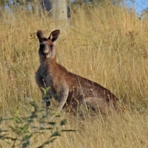 Macropus giganteus at Point Hut to Tharwa - 27 Mar 2018 04:50 PM