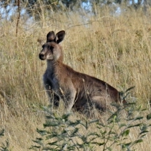 Macropus giganteus at Point Hut to Tharwa - 27 Mar 2018 04:50 PM