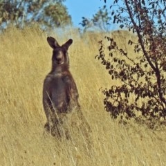 Macropus giganteus at Point Hut to Tharwa - 27 Mar 2018 04:50 PM