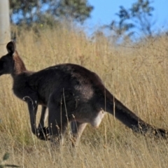 Macropus giganteus at Point Hut to Tharwa - 27 Mar 2018 04:50 PM