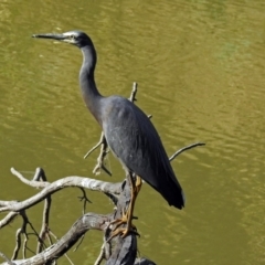 Egretta novaehollandiae (White-faced Heron) at Point Hut to Tharwa - 27 Mar 2018 by RodDeb